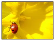 Click for large version